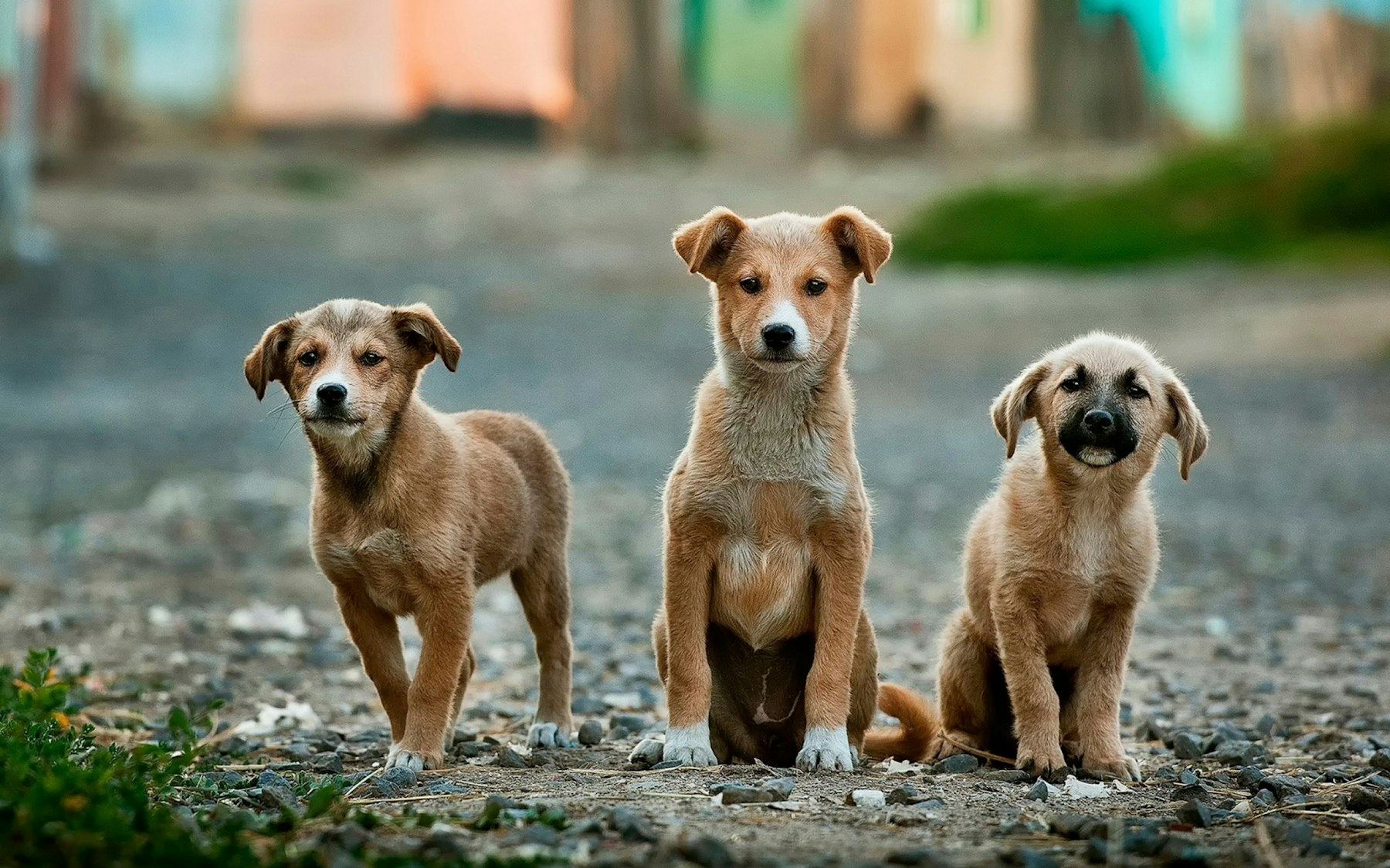 Zwei Hunde auf einer weiten Wiese, ruhig und bewusst komponiert