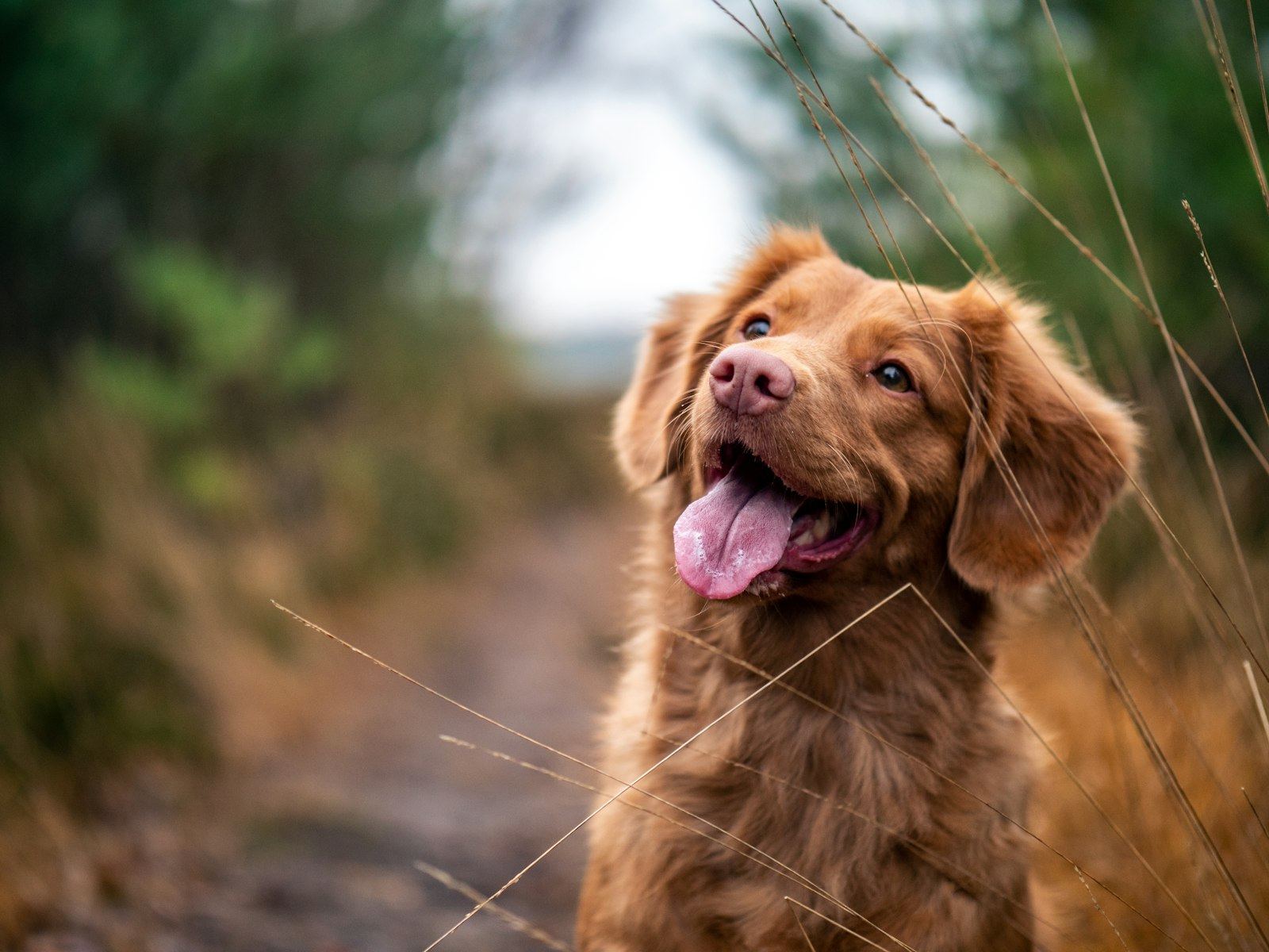 Hund blickt ruhig in die Kamera, outdoor porträtiert