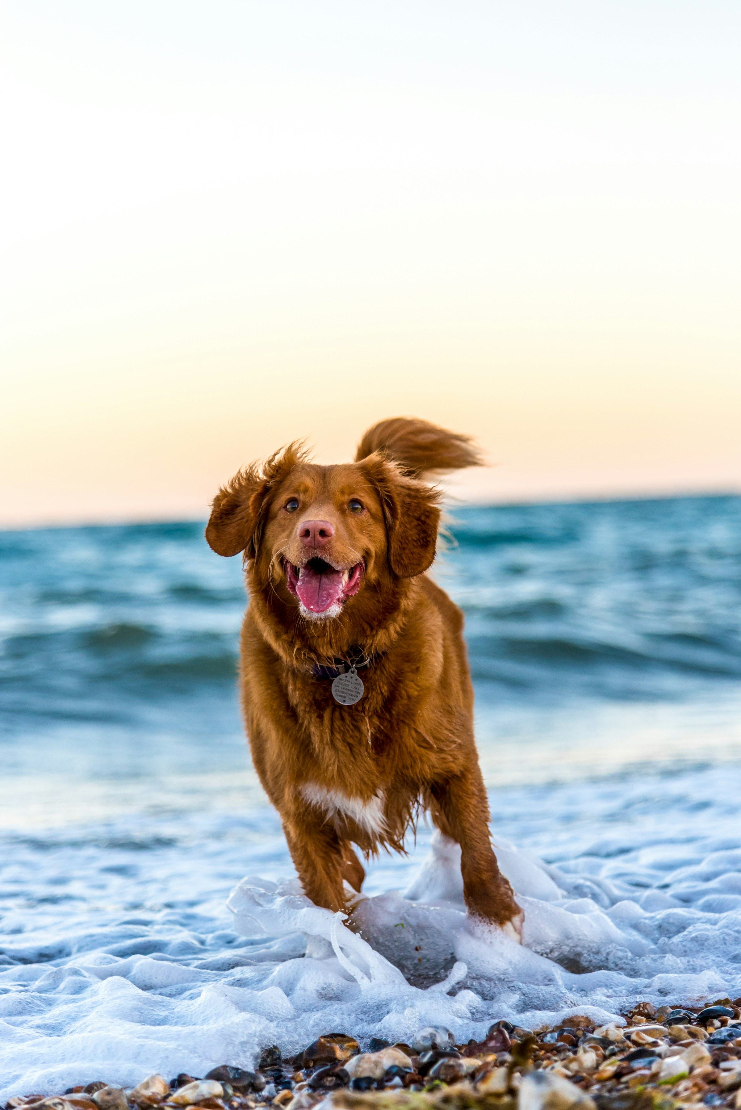 Hund rennt im goldenen Abendlicht am Strand