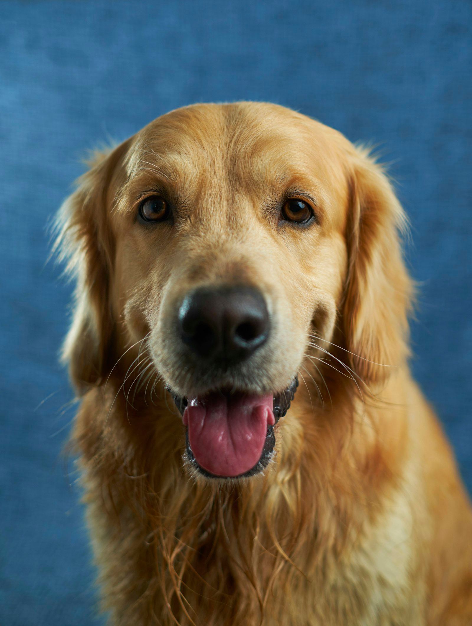 Weißes Hunde-Portrait vor dunklem Hintergrund