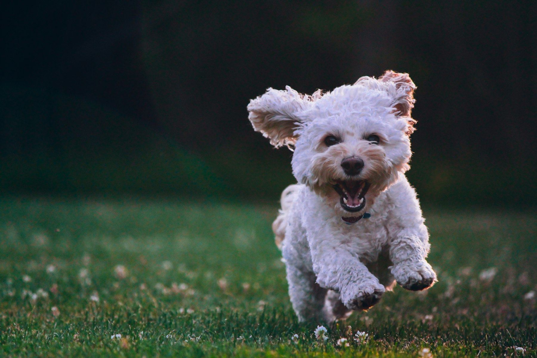 Golden Retriever im Blumenfeld, ruhig und bewusst fotografiert